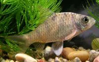 Khavli barb (Puntius sahyadriensis)
