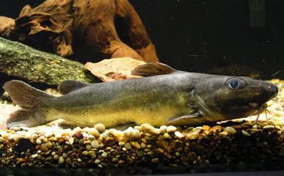 Kibonde (Chrysichthys brachynema)