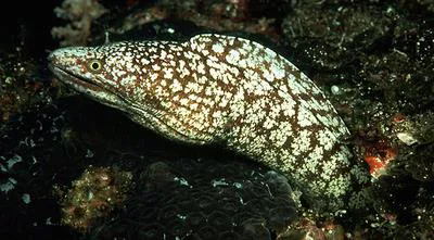 Kidako moray (Gymnothorax kidako)
