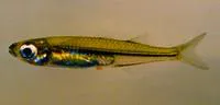 Kiener's silverside (Teramulus kieneri)