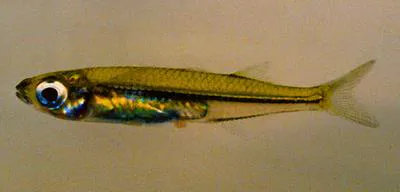 Kiener's silverside (Teramulus kieneri)