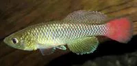 Kikambala nothobranch (Nothobranchius interruptus)