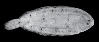 Kikori River Sole (Leptachirus kikori)