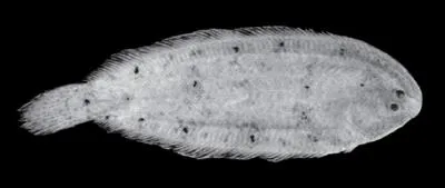 Kikori River Sole (Leptachirus kikori)