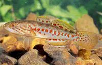 Kimberley mogurnda (Mogurnda oligolepis)