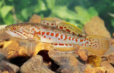 Kimberley mogurnda (Mogurnda oligolepis)