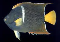 King angelfish (Holacanthus passer)