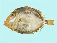 King dory (Cyttus traversi)