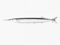 King gar (Scomberesox saurus scombroides)