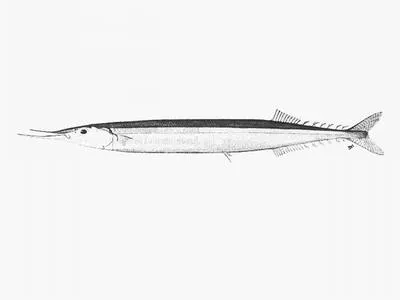King gar (Scomberesox saurus scombroides)