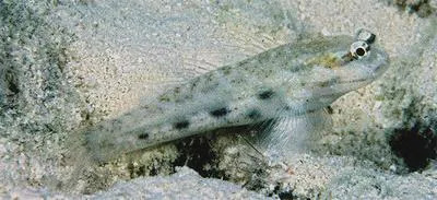 King goby (Gladiogobius rex)
