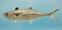 King mackerel (Scomberomorus cavalla)