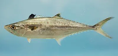 King mackerel (Scomberomorus cavalla)