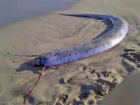 King of herrings (Regalecus glesne)