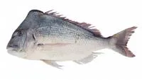 King soldier bream (Argyrops spinifer)