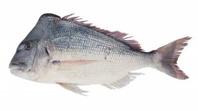 King soldier bream (Argyrops spinifer)