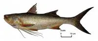 King threadfin (Polydactylus macrochir)