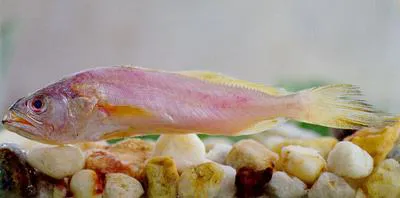 King weakfish (Macrodon ancylodon)
