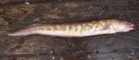 Kingklip (Genypterus capensis)