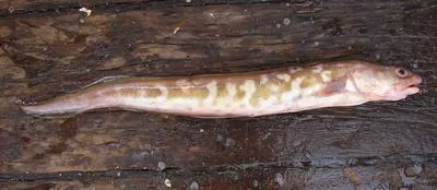 Kingklip (Genypterus capensis)