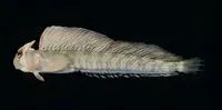 Kirk's blenny (Alticus kirkii)