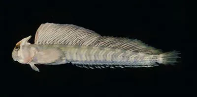 Kirk's blenny (Alticus kirkii)