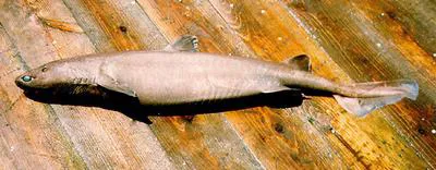 Kitefin shark (Dalatias licha)