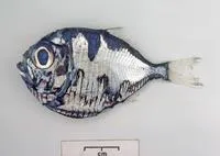 Kiwi hatchetfish (Polyipnus kiwiensis)