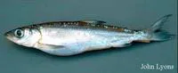 Kiyi (Coregonus kiyi)