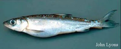 Kiyi (Coregonus kiyi)