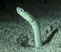 Klausewitz' garden eel (Gorgasia klausewitzi)