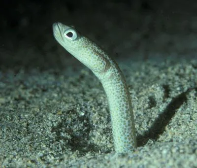 Klausewitz' garden eel (Gorgasia klausewitzi)