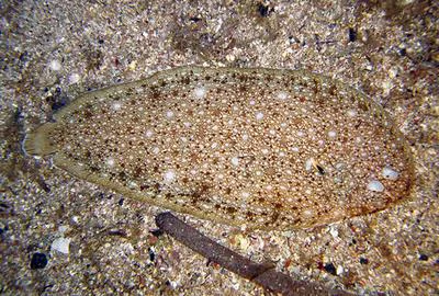 Klein's sole (Synapturichthys kleinii)