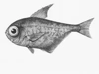 Klunzinger's bullseye (Pempheris klunzingeri)