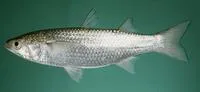 Klunzinger's mullet (Liza klunzingeri)