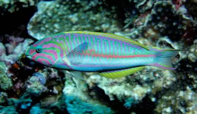 Klunzinger's wrasse (Thalassoma rueppellii)