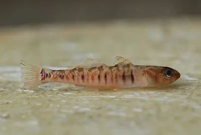 Kner's goby (Pomatoschistus knerii)