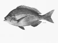 Knife-back seabream (Polyamblyodon gibbosum)