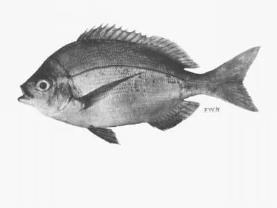 Knife-back seabream (Polyamblyodon gibbosum)