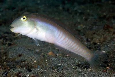 Knife razorfish (Cymolutes praetextatus)