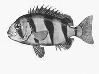 Knifejaw (Oplegnathus woodwardi)