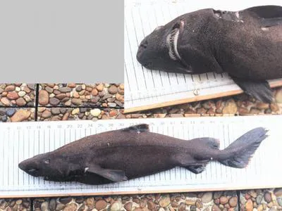 Knifetooth dogfish (Scymnodon ringens)