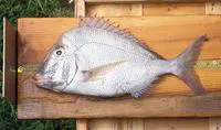 Knobbed porgy (Calamus nodosus)