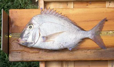 Knobbed porgy (Calamus nodosus)