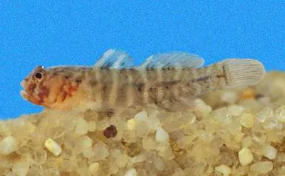 Knobchin goby (Gobiosoma nudum)