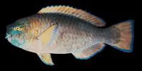 Knobsnout parrotfish (Scarus ovifrons)