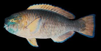 Knobsnout parrotfish (Scarus ovifrons)