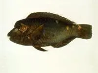 Knothead parrotfish (Chlorurus oedema)