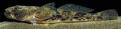 Knout goby (Mesogobius batrachocephalus)