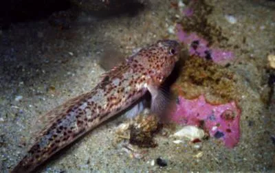 Knysna sandgoby (Psammogobius knysnaensis)